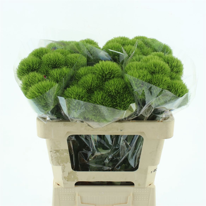 <h4>Dianthus br green wicky</h4>
