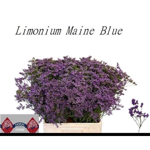 LIM MAINE BLUE