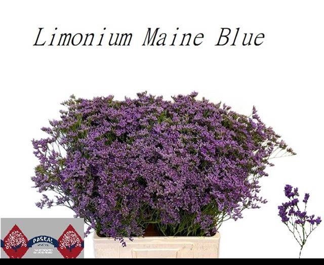 <h4>LIM MAINE BLUE</h4>
