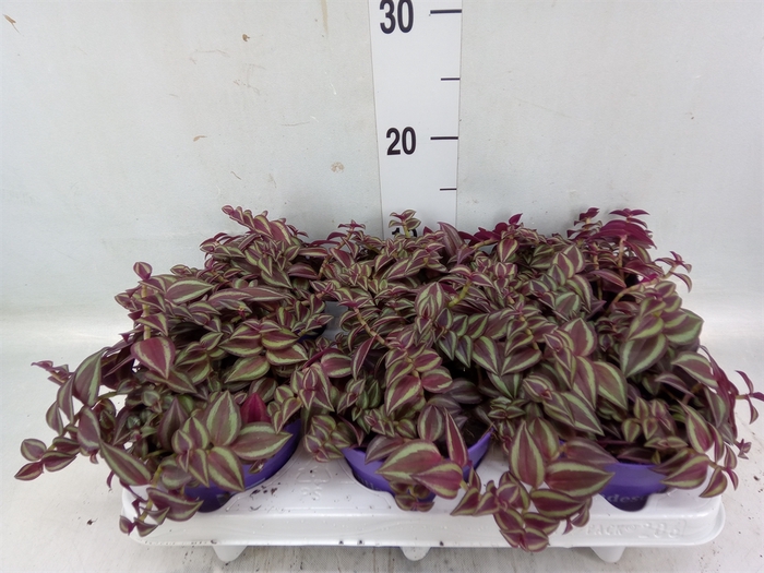 <h4>Tradescantia   ...</h4>