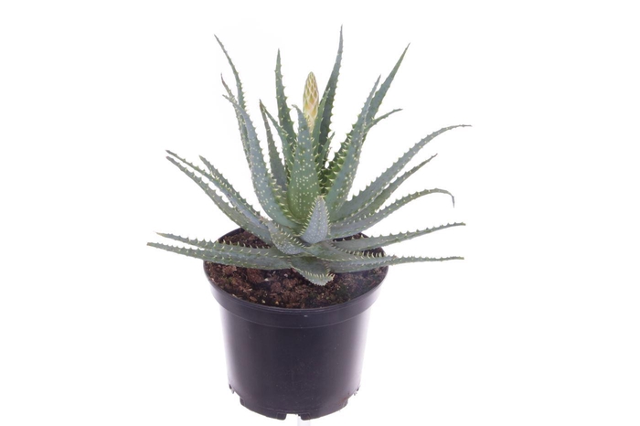 <h4>Aloe arborescens-NOT CERTIFIED</h4>