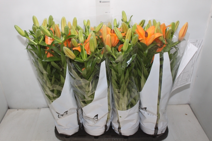 <h4>LIRIO P15 LARANJA</h4>