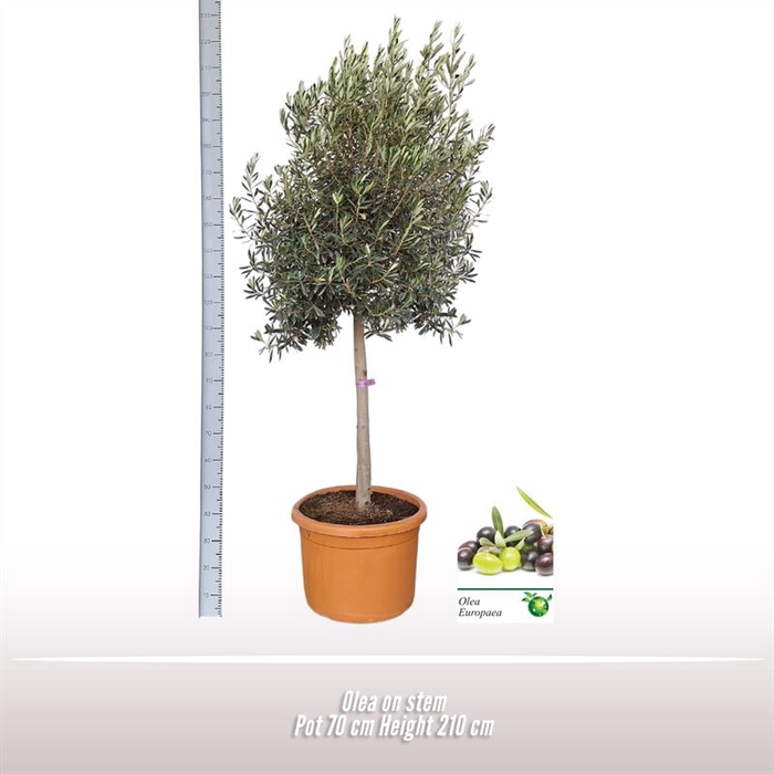<h4>Olea op stam</h4>