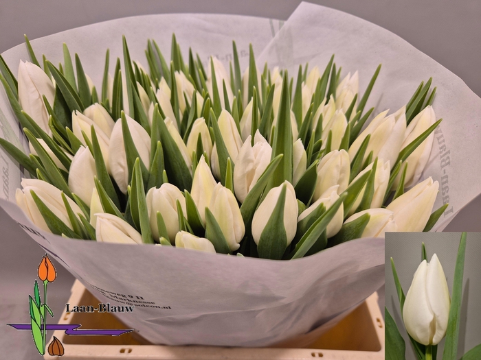 <h4>TU EN POLAR BEAR</h4>