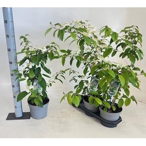 VIBU PL KILIMANDJARO