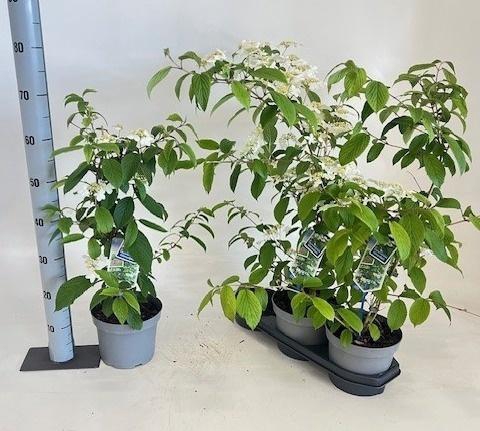 <h4>VIBU PL KILIMANDJARO</h4>