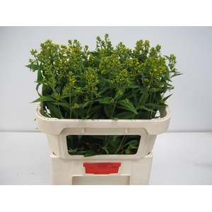 LYSIM VULGARIS