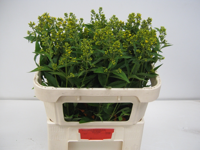 <h4>LYSIM VULGARIS</h4>