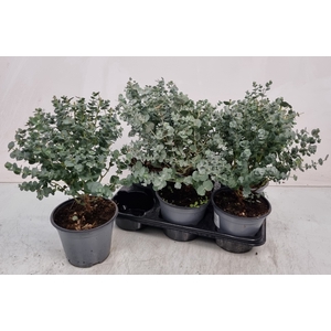 EUCAL GUNNII