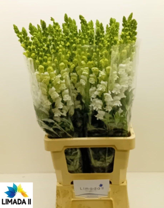 <h4>ANTIR POTO WHITE</h4>