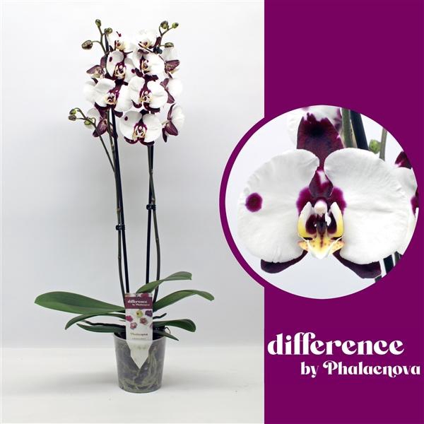 <h4>Phalaenopsis vertakt Floriclone Polka Dots</h4>