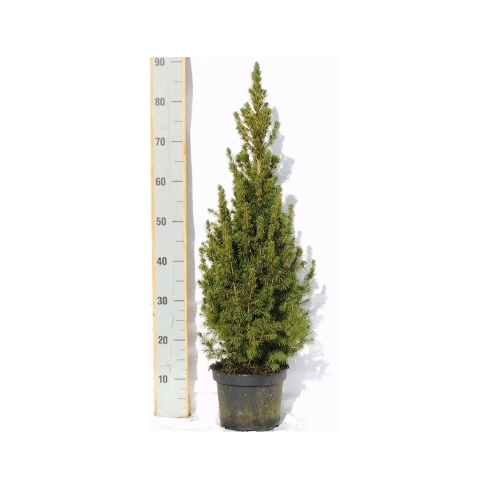 <h4>Picea gl. Conica</h4>