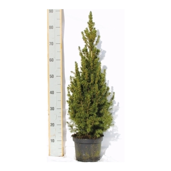 <h4>Picea gl. Conica</h4>