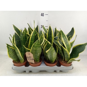 Sansevieria trifa. 'Futura Superba'