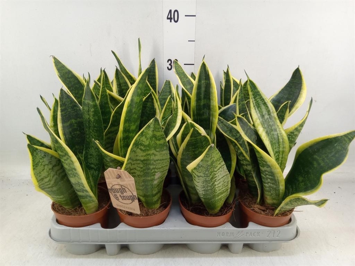 <h4>Sansevieria trifa. 'Futura Superba'</h4>