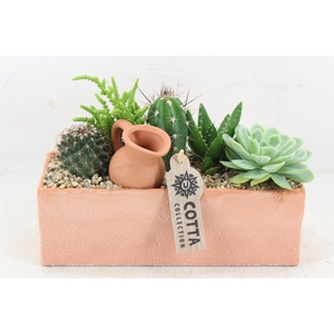 arr3 UB - Terra rechth. x4 cactus