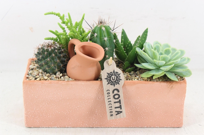 <h4>arr3 UB - Terra rechth. x4 cactus</h4>