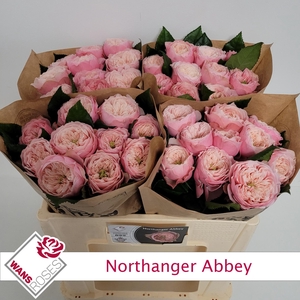 R GR NORTHANGE ABBEY