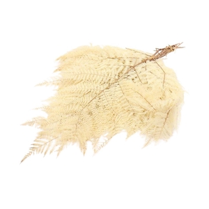 Preserved Fern Bracken x5 45cm 150g