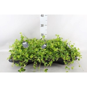 Peperomia rotundifolia