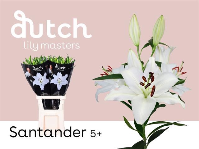 <h4>Lilium or santander</h4>