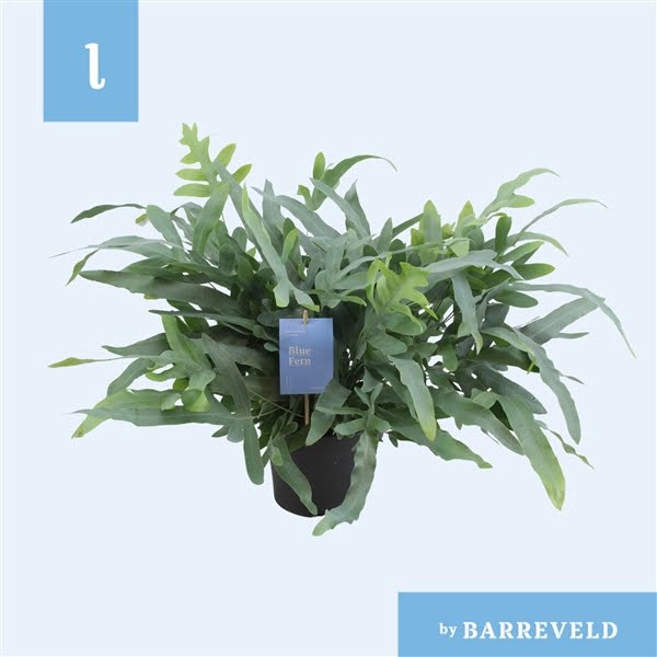 <h4>Phlebodium 'Blue Fern'</h4>