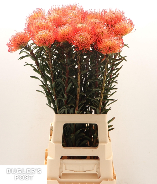 <h4>LEUCO CO SUCCESSION</h4>