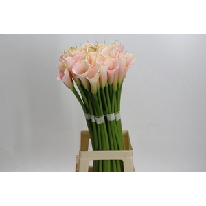 Zantedeschia Eydolls Salmon