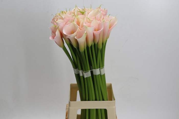 <h4>Zantedeschia Eydolls Salmon</h4>