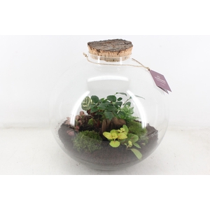 arr3 WR - Terrarium Glas Moon large
