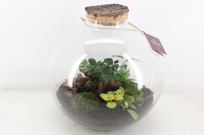 <h4>arr3 WR - Terrarium Glas Moon large</h4>