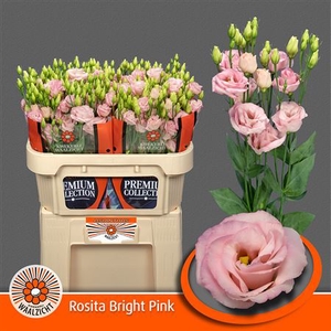 Eustoma G Rosi Bright Pink