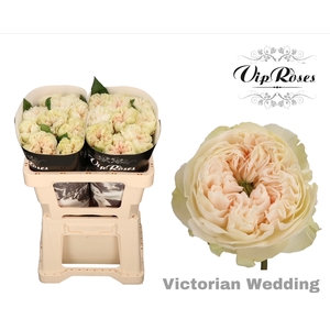 R Gr Victor Wedding+