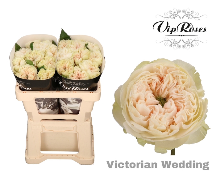 R Gr Victor Wedding+