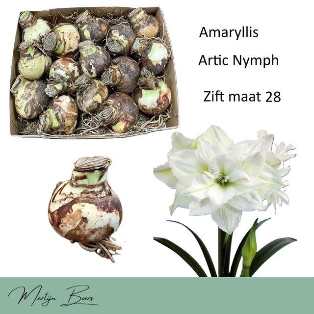 <h4>HIPP BULB ARTIC NYMPH</h4>