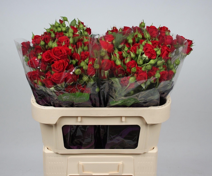 <h4>R TR MIRABEL</h4>