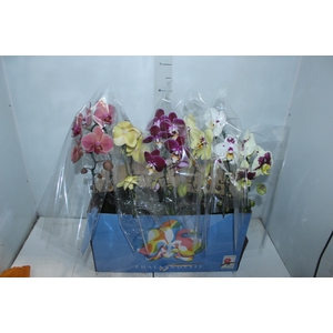 PHALAENOPSIS CASCATA P15 MIN 8 FLS