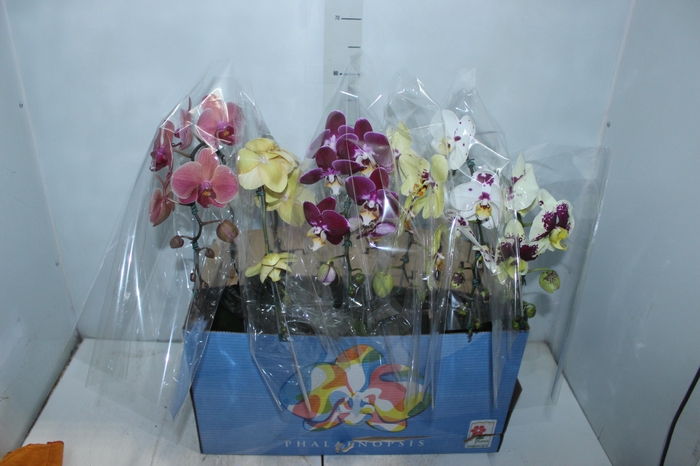 <h4>PHALAENOPSIS CASCATA P15 MIN 8 FLS</h4>