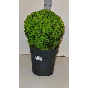 BUXU SEMPERVIRENS