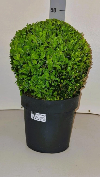 <h4>BUXU SEMPERVIRENS</h4>
