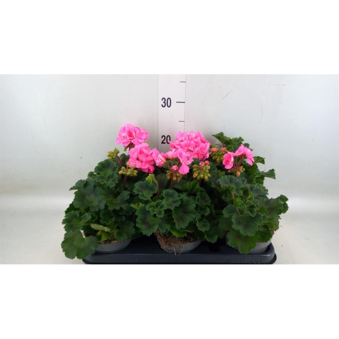 <h4>Pelargonium zona.   ...F1</h4>