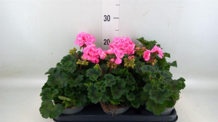<h4>Pelargonium zona.   ...F1</h4>