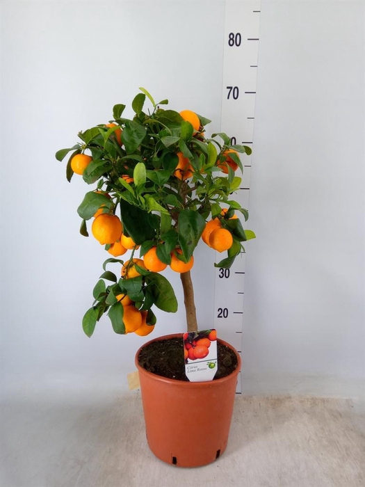 <h4>Citrus   ...</h4>