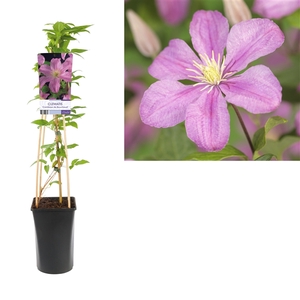 Clematis 'Comtesse de Bouchaud' +light label