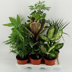 M-6 Mixtplanten in tray