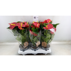 Anthurium  'Diamond Red'