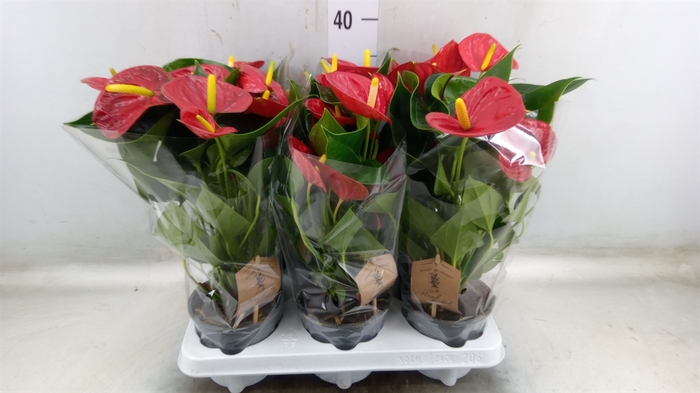 <h4>Anthurium  'Diamond Red'</h4>