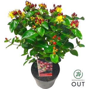 Hypericum Miracle Marvel C2