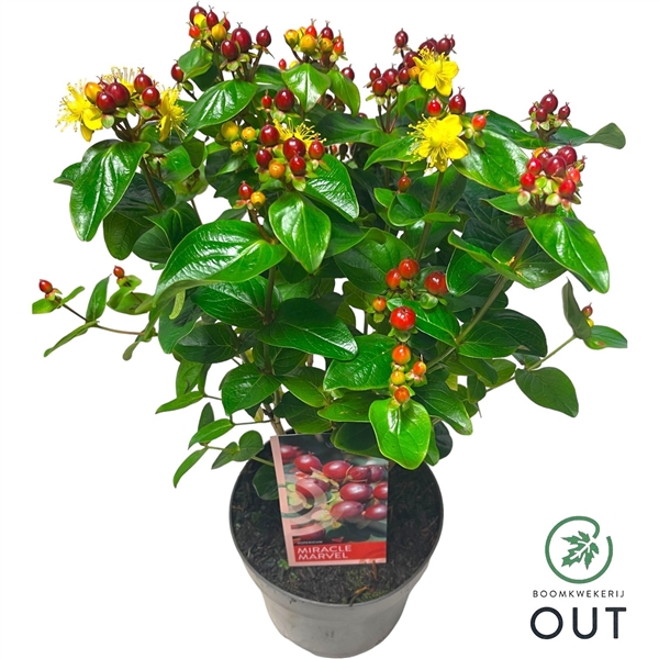 Hypericum Miracle Marvel C2