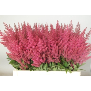 Astilbe Else Schluck